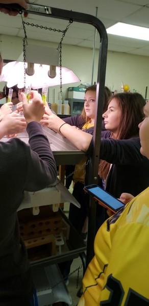 Biology Students Investigate Photosynthesis Using ELODEA