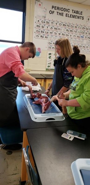 Anatomy Students Dissect Deer Leg Joints
