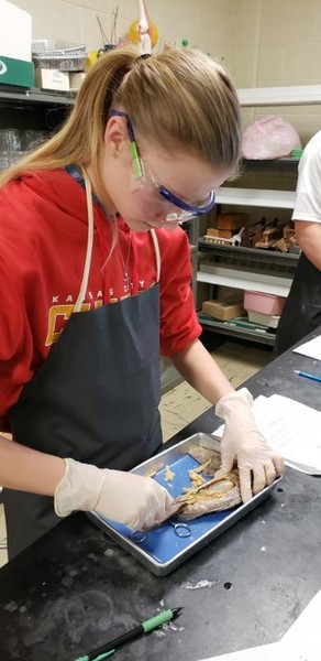 Ecology Students Dissect Perch